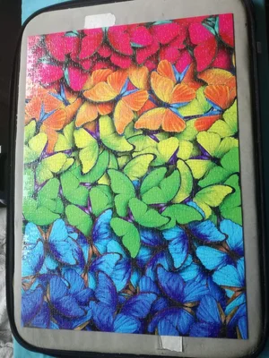 Multicolored butterflies