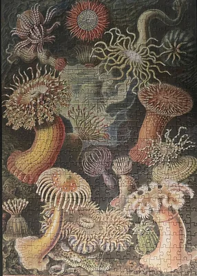 Sea Anemones