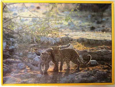 Two Young Leopards