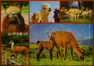 Llamas