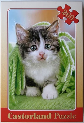 Kitten under Blanket