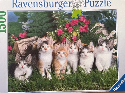 Chatons dans l'herbe