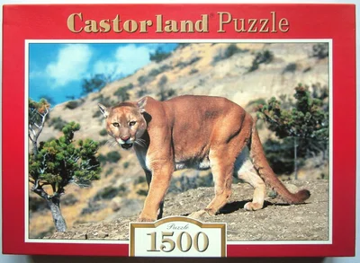 Mountain Lion
