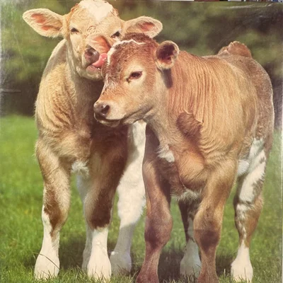 Moo & Moo