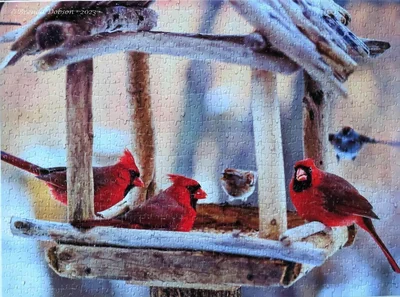 Cozy Cardinals