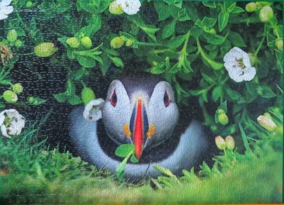 Puffin Chick