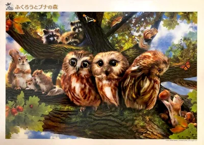 Owl and Buna Forest