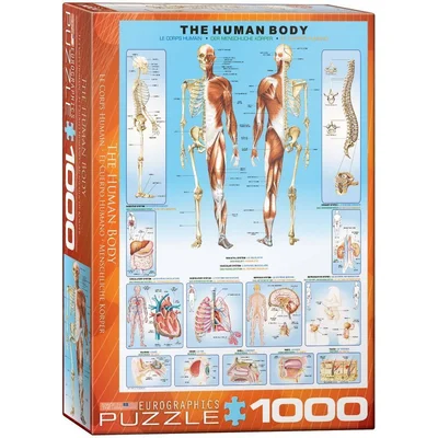 The Human Body