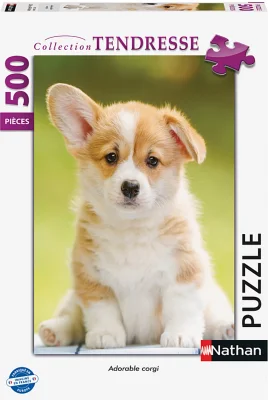 Adorable Corgi