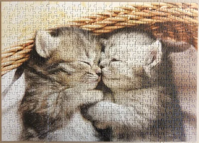 Sweet Kittens
