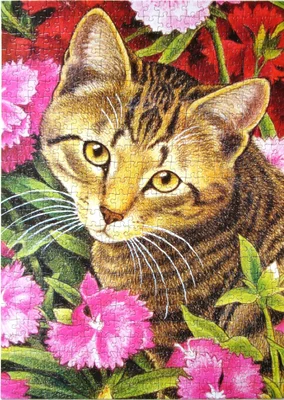 Franciens Cats