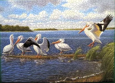 Pelicans