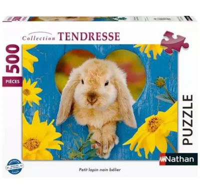 Petit lapin nain bélier