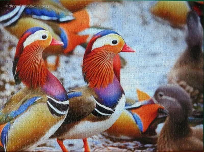 Mandarin Ducks