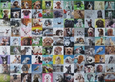 99 Lovable Dogs