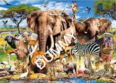 Savanna Animals
