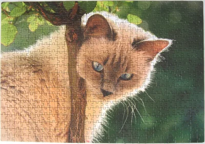 Синеглазая краcaвичa