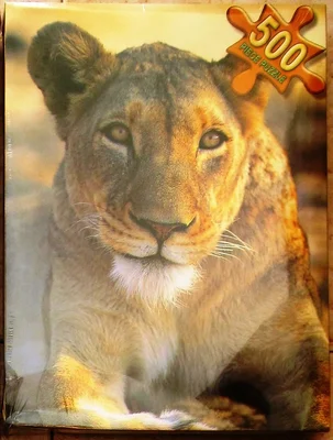 African Lioness