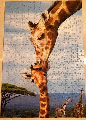 Giraffes