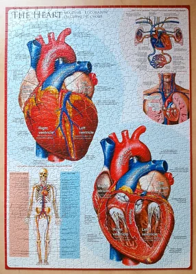 The Heart