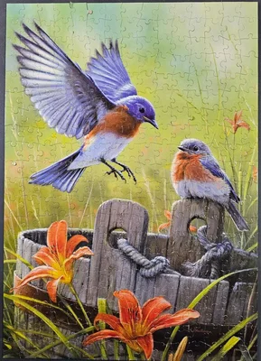Bluebirds