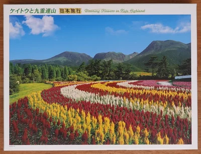 Blooming Flowers in Kuju Highland