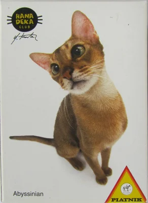 Abyssinian