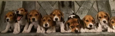 Beagles