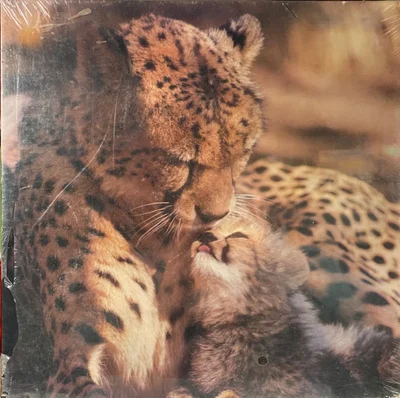 Cheetah and Cub