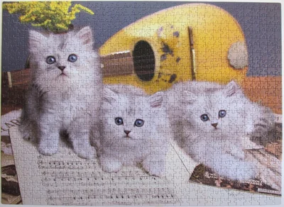 Musician Cats