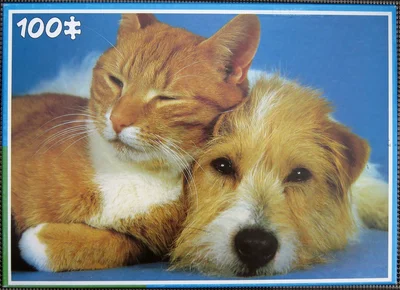 Cat and Dog