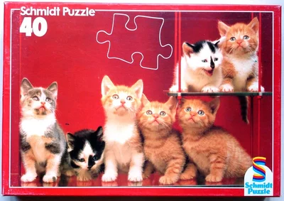 7 Kittens