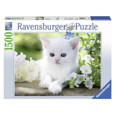 Chaton blanc
