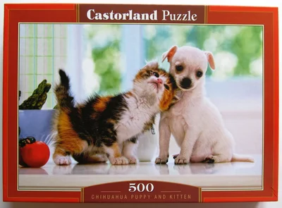 Chihuahua Puppy and Kitten