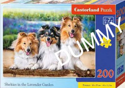 Shelties in the Lavender Garden